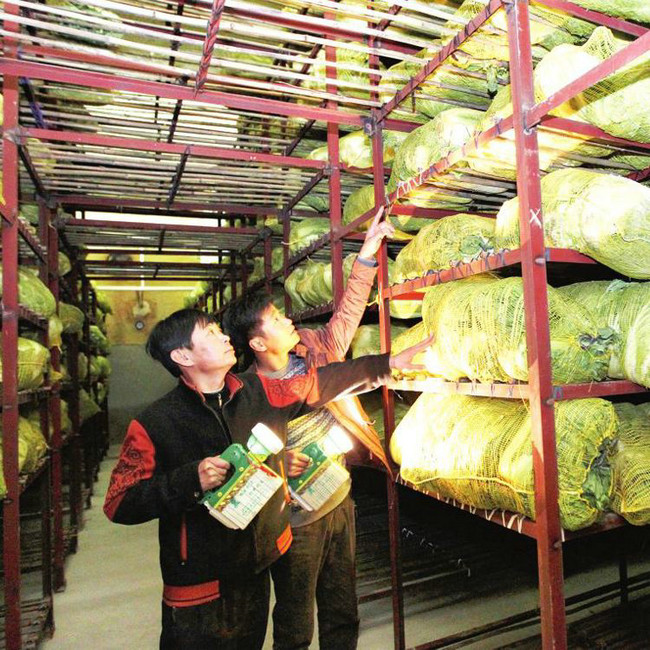 如何讓冷庫儲存的反季節瓜果蔬菜利潤高